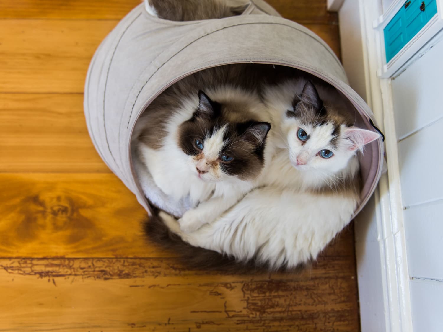 Diy couch store protector from cats